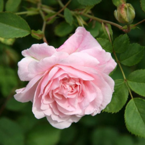 Роза канадская парковая Модэн Блаш (С3,5)