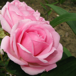 Роза канадская парковая Прайри Джой (С3,5)