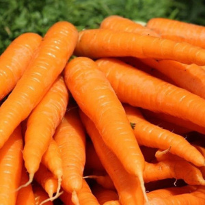 Семена Морковь Нантская 4 2гр